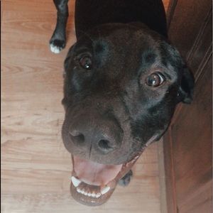 Meet your Posher, Allie